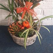 Planted basket indoor