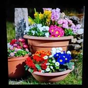 Planted pots