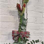 The Christmas Amaryllis Column